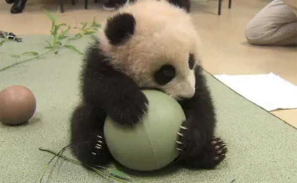 Panda_Reactions's tweet photo. this baby panda loves his ball so much, he doesn't want anyone to touch it https://t.co/bPAmryNvbB