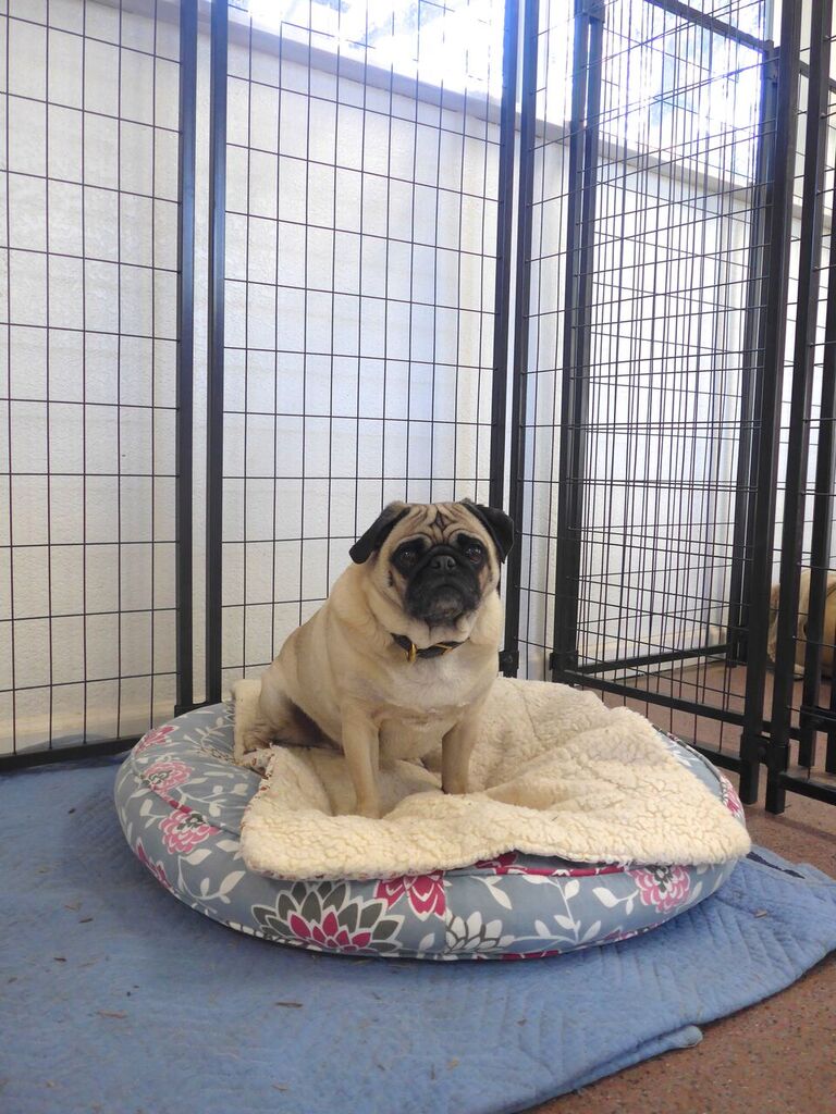 ocdogranch's tweet photo. Living that comfortable #puglife @ocdogranch | #ocdogtrainer #dogtraining #Dogranch #dogtips #dogboarding #OC https://t.co/jpUm5cK8cI