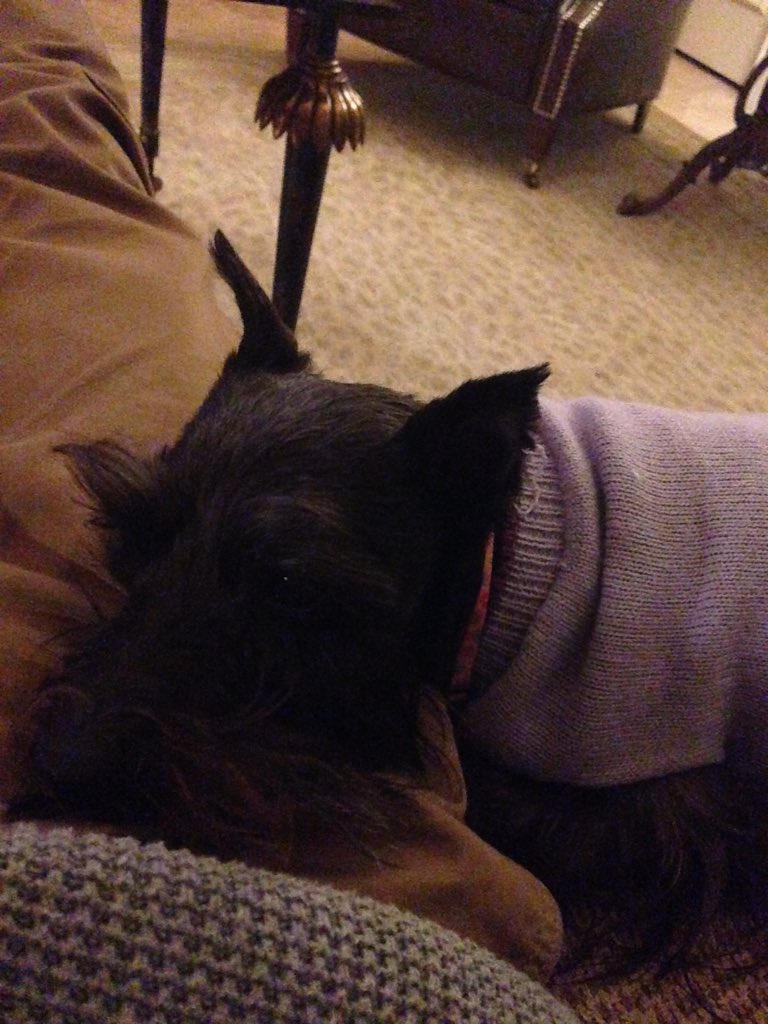 luis_aleee's tweet photo. Luna could've done better #believeindogs #dogswin https://t.co/oikTh1z42B
