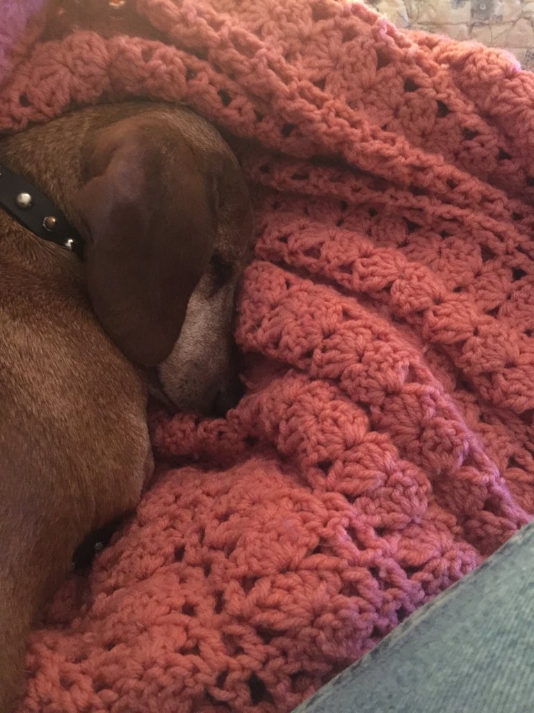 Scooter say I could have been in the #SuperBowl commercial, but I nap instead.