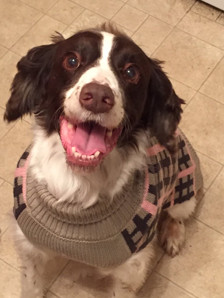 Scanachi's tweet image. @PuppyBowI2016 #PlayPosey