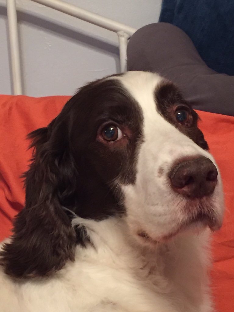 Scanachi's tweet image. @PuppyBowI2016 #PlayPosey