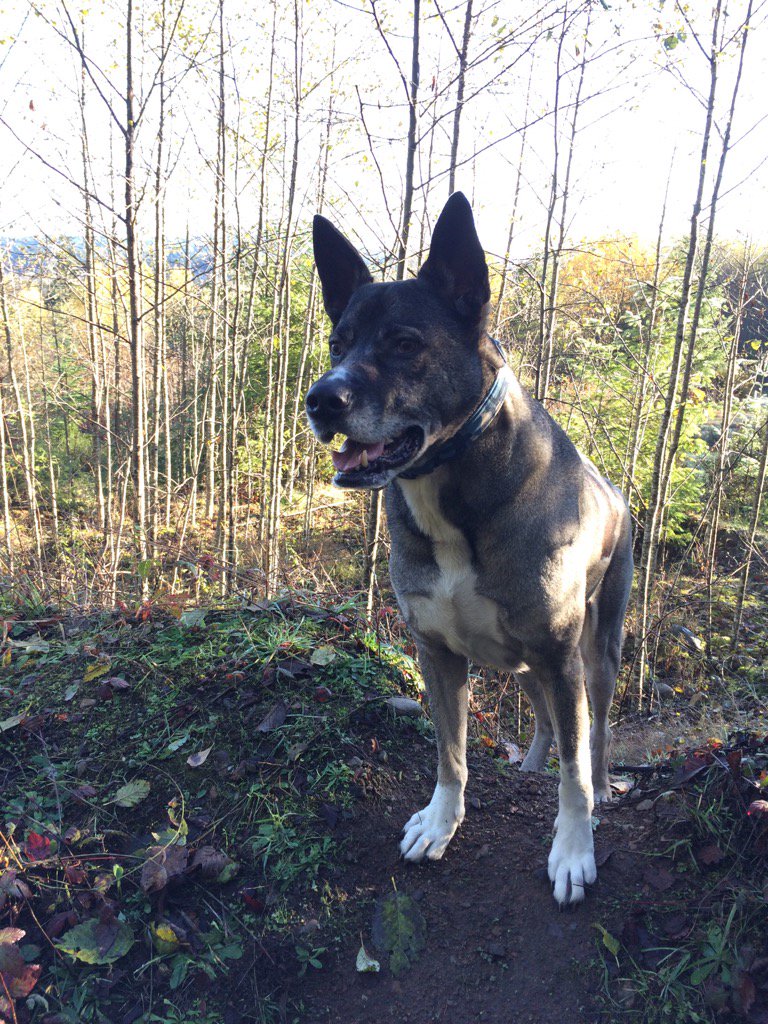 beaudoin_erin's tweet photo. #bigsmile #happydog #explorenanaimo #exore https://t.co/jg3PnF6IMc