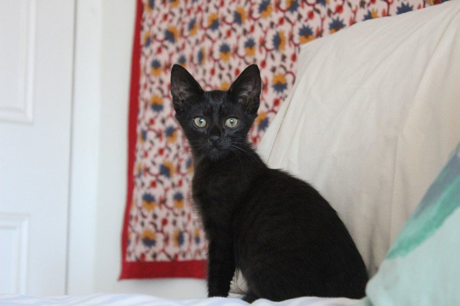 Sydney Cat Cafe (sydneycatcafe) Twitter