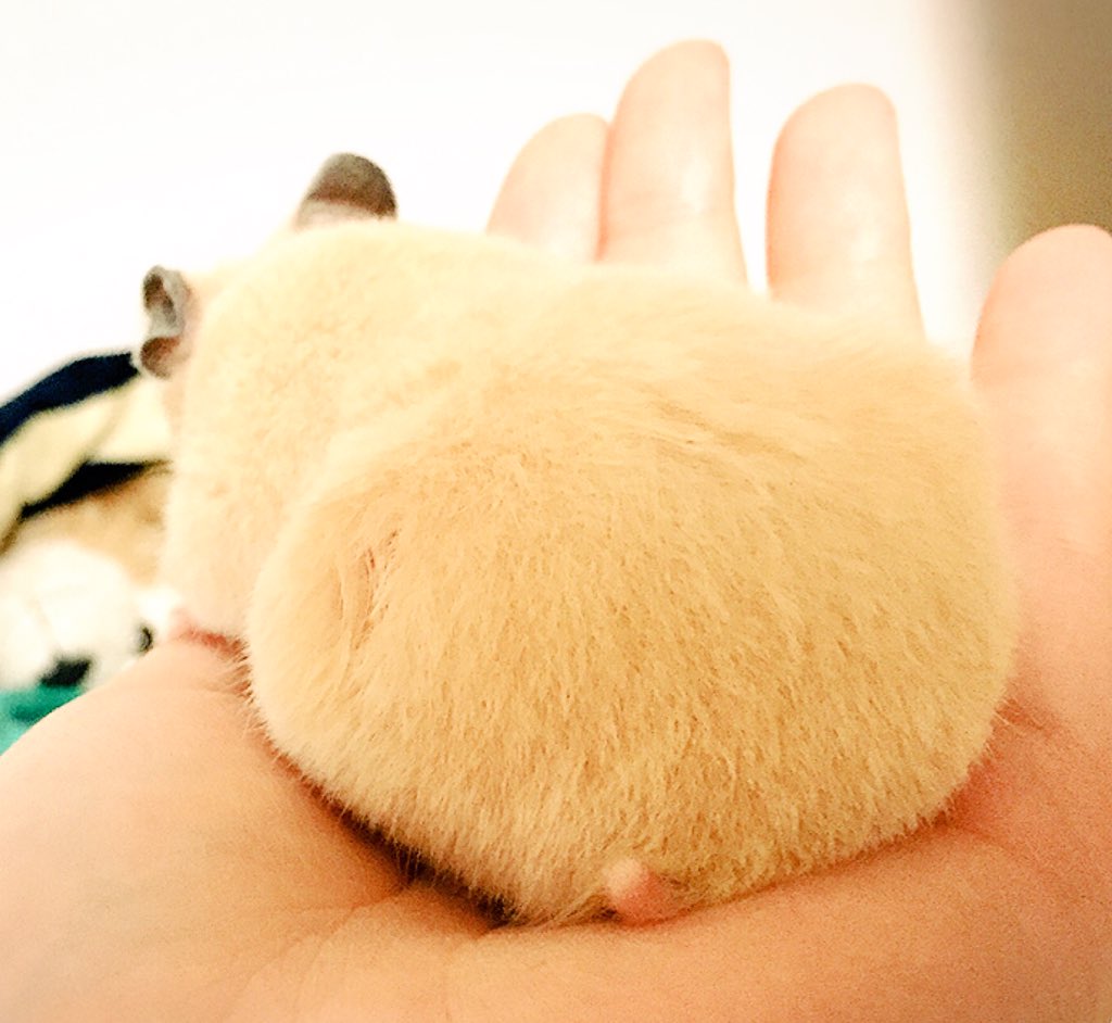 何回見ても キンクマハムスターのおしりが きなこおはぎ とそっくりだと話題に Peco 出典 Twitter Com Osatsu Mofu La ｄメニューニュース Nttドコモ