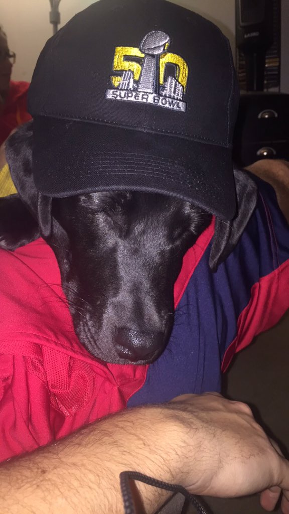 TheDogStanley's tweet photo. Me acting like Cam Newton in the super bowl #slamstan #slamcam #puppybowl2k16 https://t.co/Ara3wNwWTS