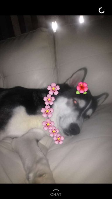 THIS IS WHAT I WANT TO SEE ON MY FUCKING SNAP IM IN LOVE WITH THIS DOG https://t.co/c7iX6Wo1FU<a href="/tag/mvdoubletrouble"class="tags"><span>#mvdoubletrouble</span></a><a href="/tag/teampokeboobs"class="tags"><span>#teampokeboobs</span></a>