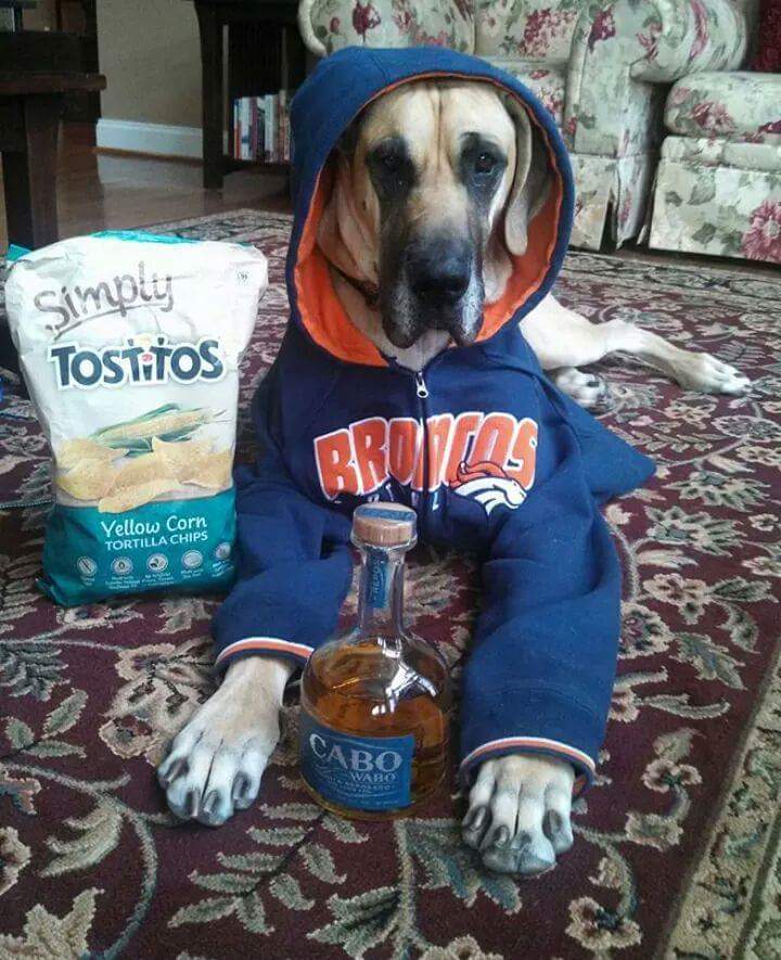 SouthofQuantico's tweet photo. #Broncos #GreatDane.  Great game!!! Celebrate! @rikkisrefuge @ASPCA  https://t.co/ltG2n4LKXe dog drank, he guards! https://t.co/3WpRRYqTEa