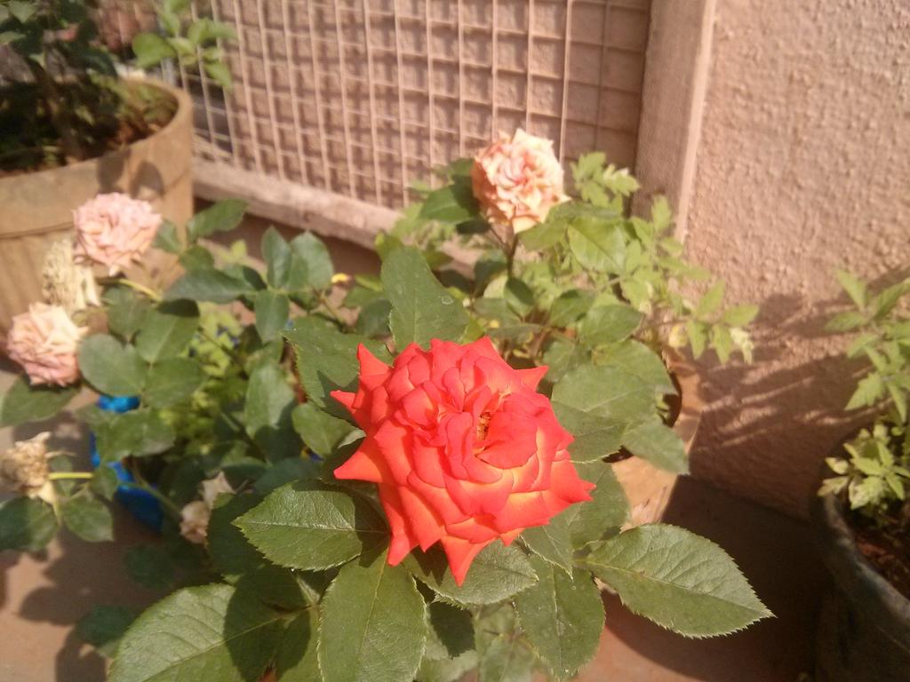 TheSujataGuha's tweet photo. When we have dried flowers there is always a blooming one too.. #Nature #LessonsofHope from my own #Garden https://t.co/tVv5nUWM34