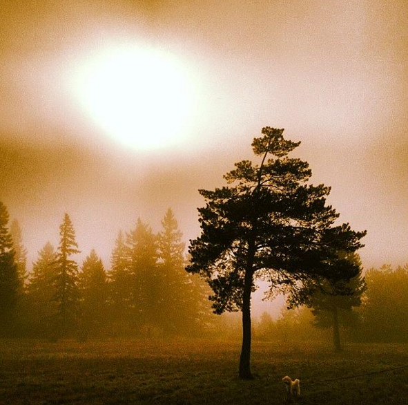 lazydogs4's tweet photo. Alone in Forest... :(
#animals #cuteanimals #dogsoftwitter #dog #forest #alone #DogLover #MorningZone https://t.co/B8SOG7KFDJ