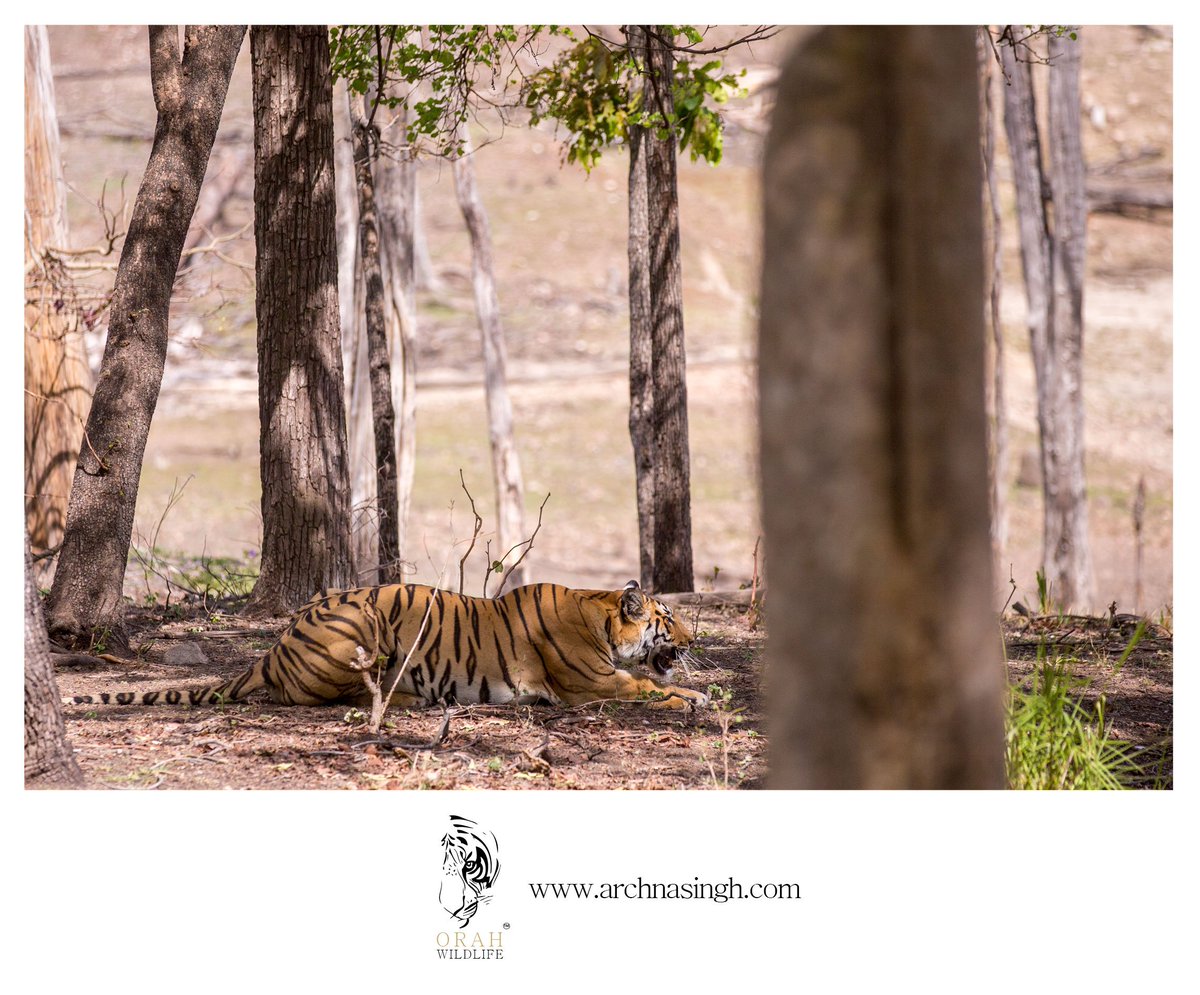 Stalking Tiger at Pench National Park @TOFTIndia @BBC_Travel @BBCEarth @WildlifeMag @NGTIndia @natgeowild @inNatGeo