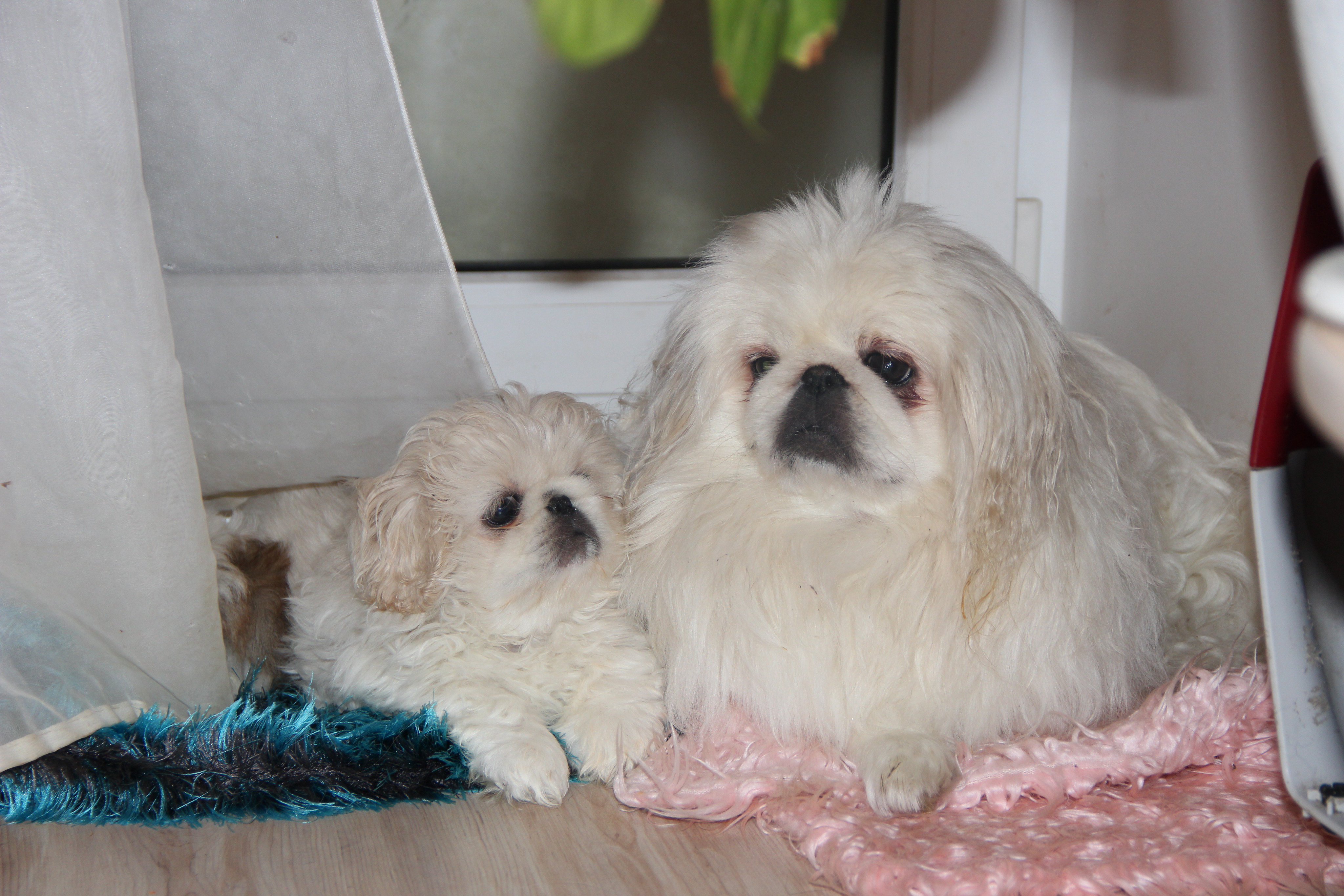 Anti Dog-Puppy Pekines Happy