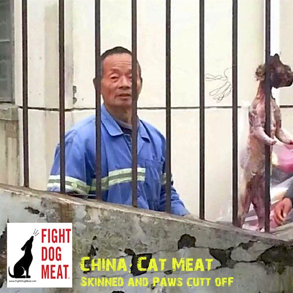 FightDogMeat's tweet photo. CHINA: CAT MEAT CRUELTY: imagine walking on the street &amp; seeing this: 
https://t.co/jNH6iHRqpu #fightdogmeat https://t.co/Kv8OB78Oug