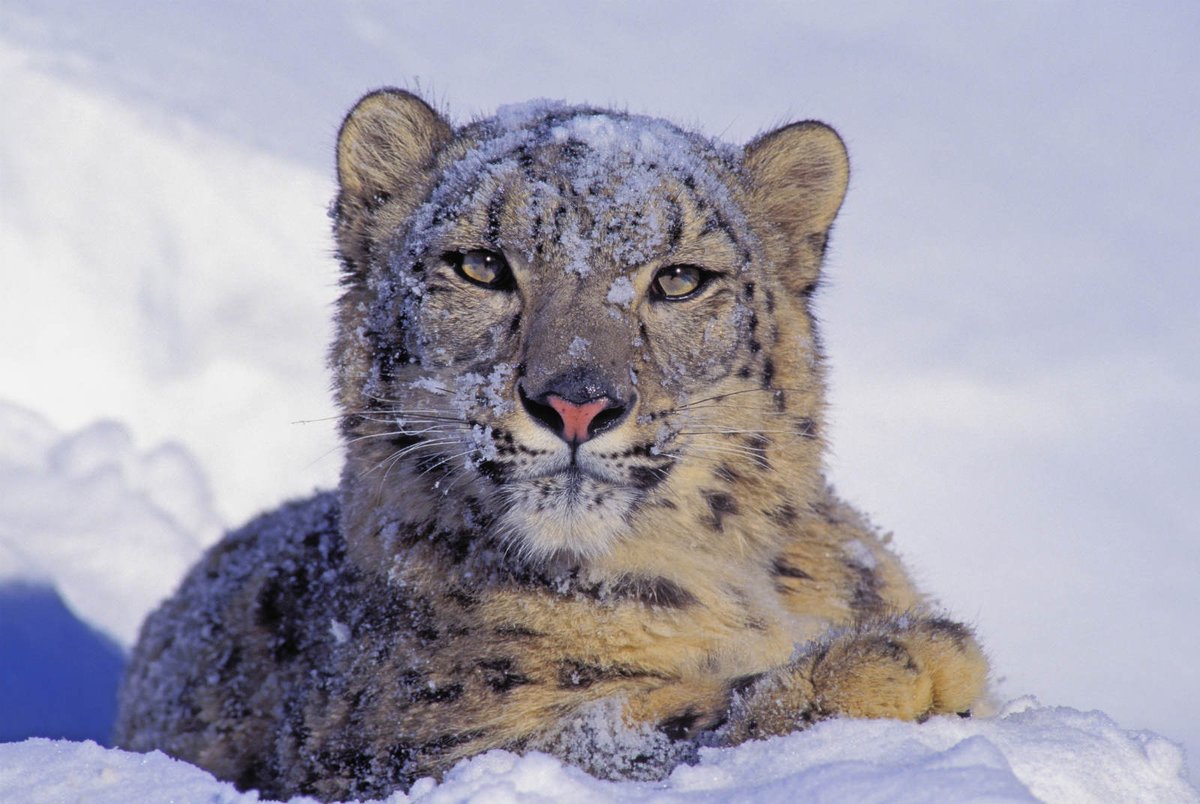 kashmirtourism's tweet photo. Snow Leopard - The Most Popular Wild #Animal in #Jammu and #Kashmir. #wildlife of #kashmir #snowleopard https://t.co/m5Pdxotk6z