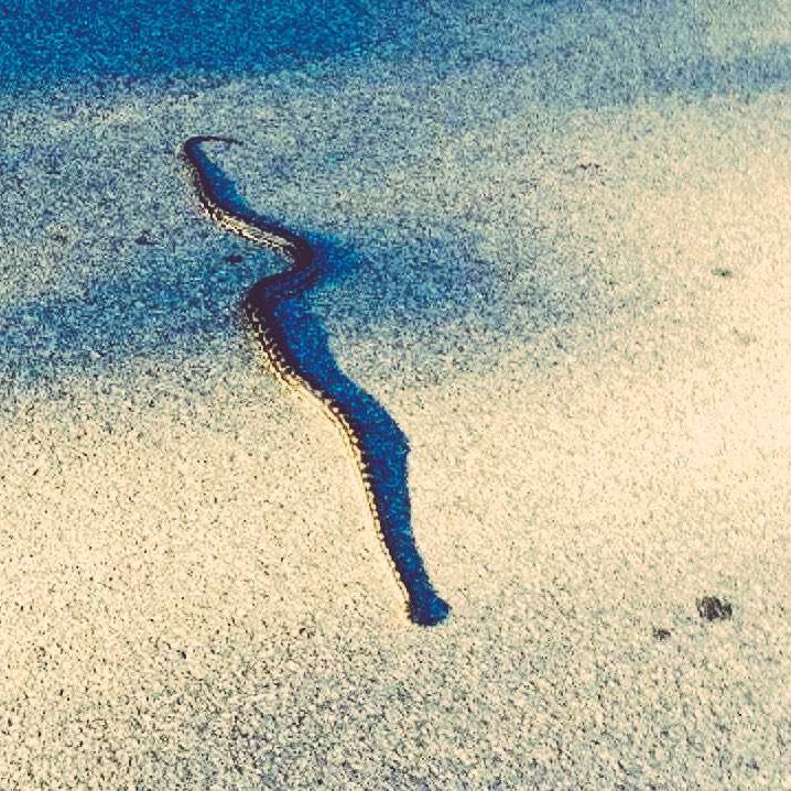 LisaHarrap's tweet image. Plenty of snakes out today. Be safe and call a #reptile relocator if you see a snake. #snakes #heat #PerthHeatWave