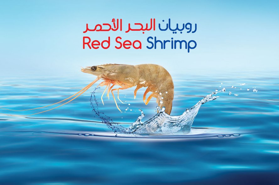 NaquaSeafood's tweet photo. #RedSea #Shrimp
https://t.co/Gmj91SqWAU
#vannamei #aquaculture #saudiarabia #naqua #shrimpfarming #seafood #allith https://t.co/aYcHan8pK7