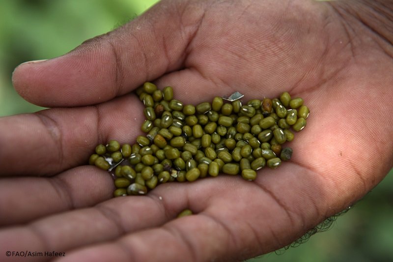 The many benefits for farmers using pulses in sustainable farming bit.ly/1PgwlMf #IYP2016 #SaveandGrow