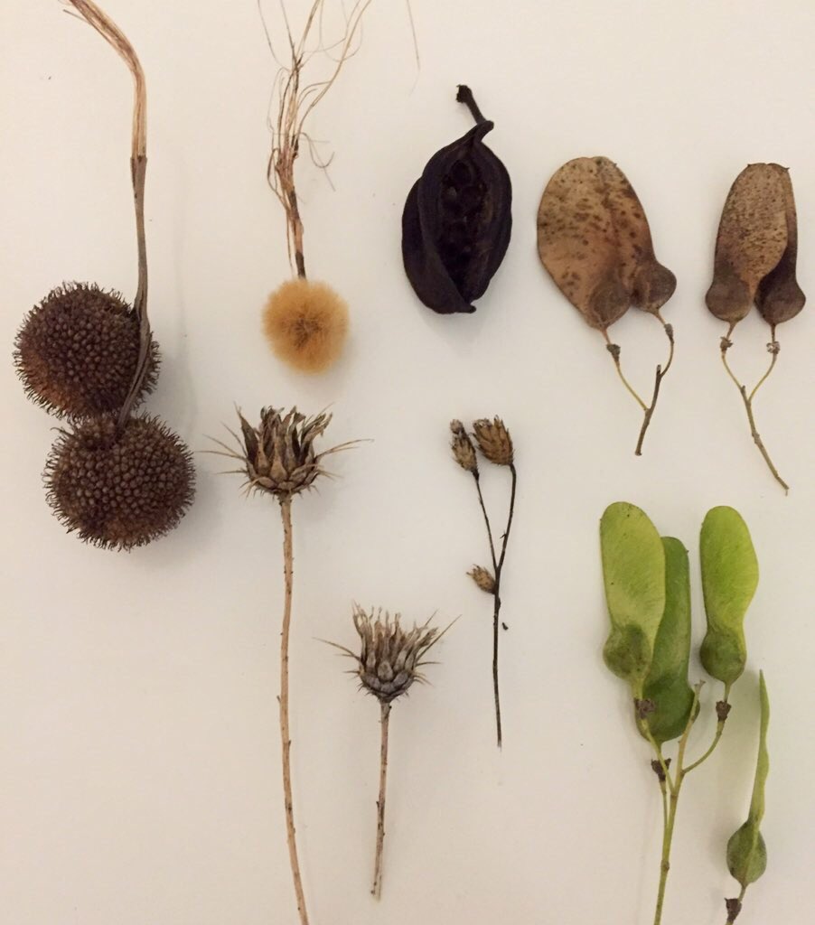 久しぶりの投稿
草花を描いたり、スペインに行ったり、現地で色々拾ったり買ったりしていました 