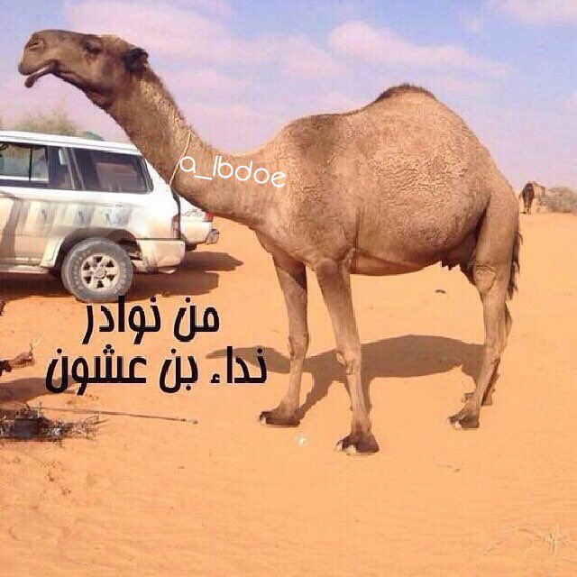 من ابل الشيخ نداء بن عشوان