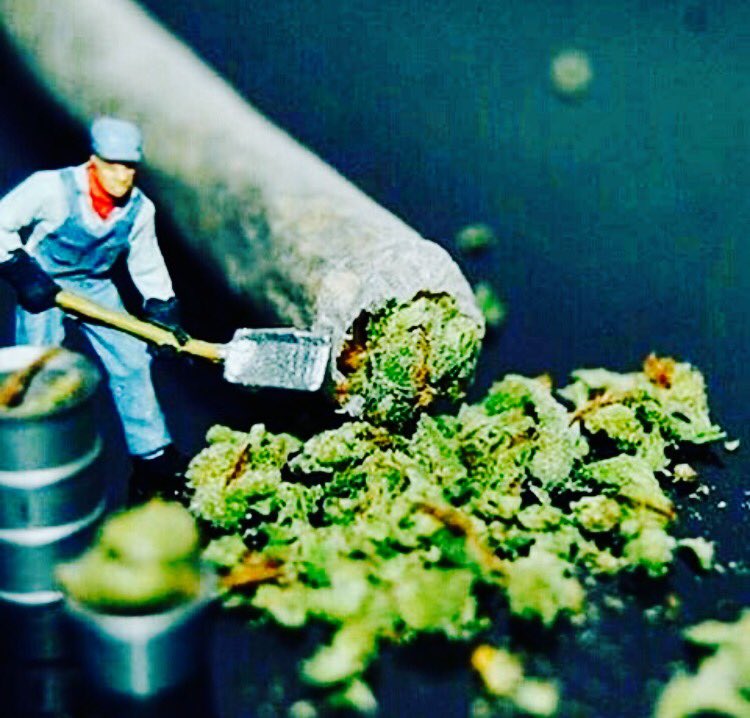 NorCalStoner420's tweet image. GoodMorning #Stoners🌿💛
Don't Work Too Hard!!...
~#staylifted #haveagr8day~