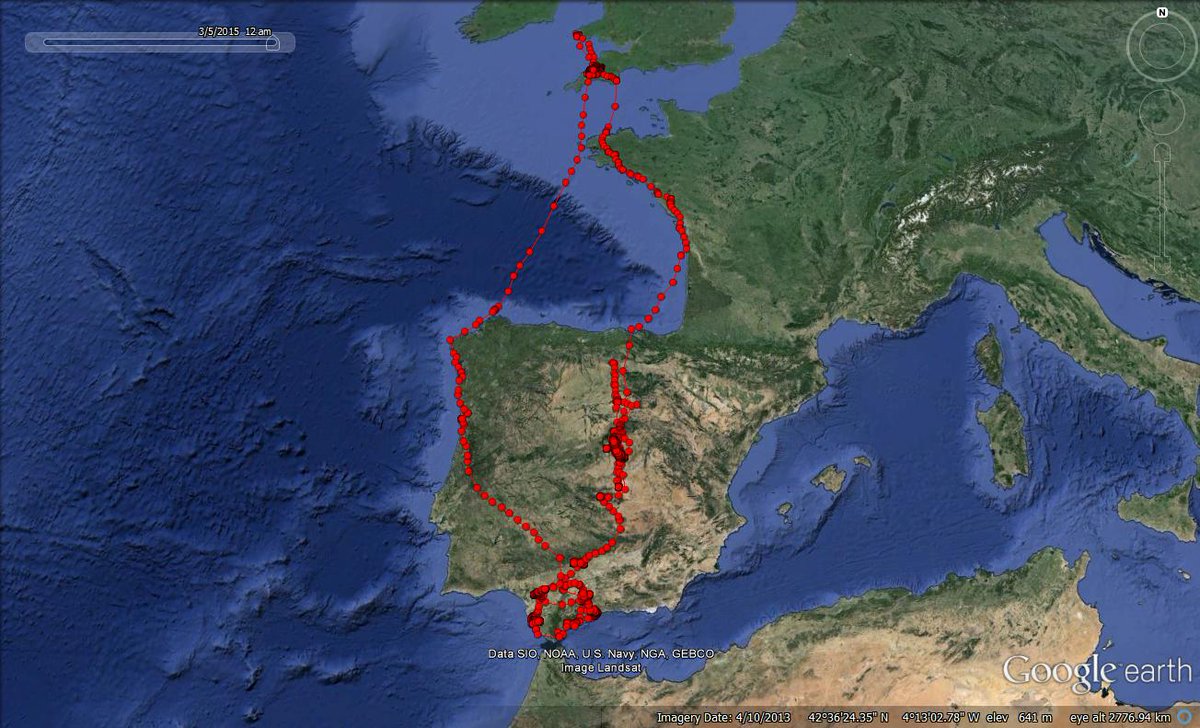 SkokholmIsland's tweet image. Sad end to this GPS Lesser Black-backed Gull: 6J:W was hit by a train near Cadiz, Spain six days ago #TrainTracking