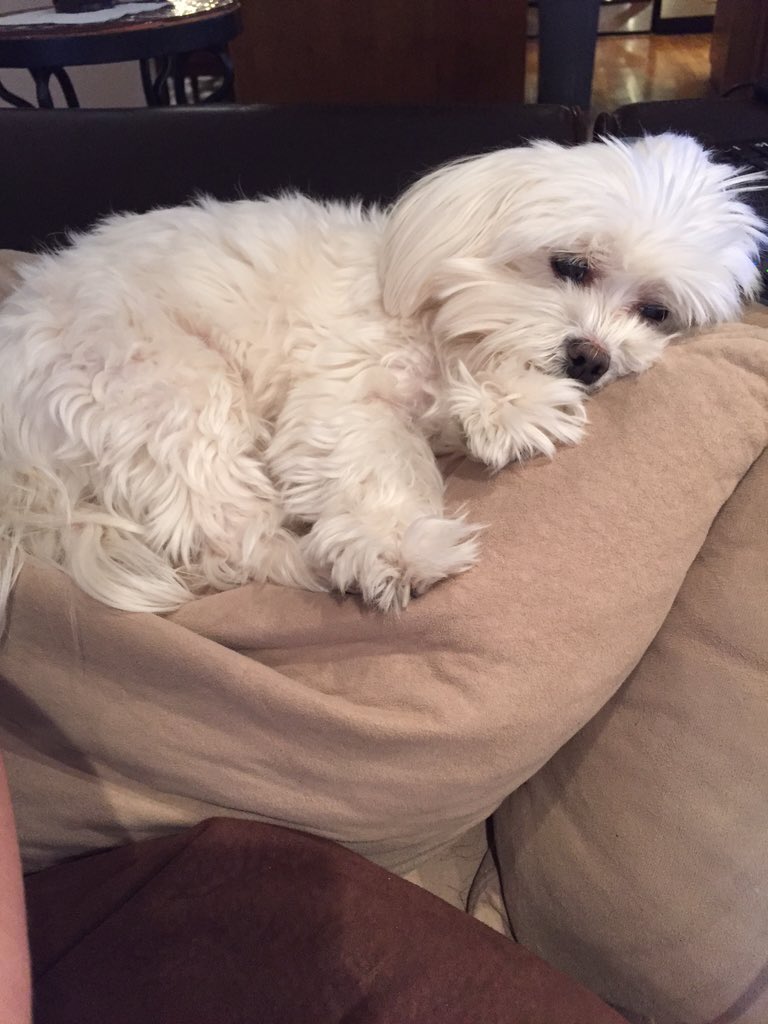 Pheramuse's tweet image. #MyPrimaryConcern is making sure Silla is happy and healthy @HashTopiX