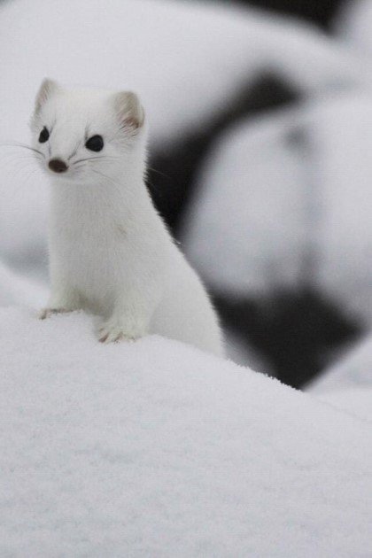 네이버 뿜에서 나오는 족제비 혹은 흰담비짤. 심쿵주의보!! 진짜 귀여워요!! #파워오브카와이이 https://t.co/1POabrKLx8