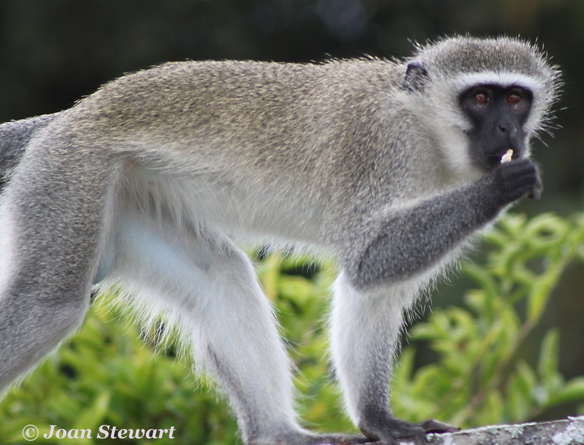 joanstewart1's tweet photo. #Monkey2016 @KoichiHagiwara @LadyTerezie @alphabetsuccess @circa13579 @cindycapo https://t.co/rtMGbK03He