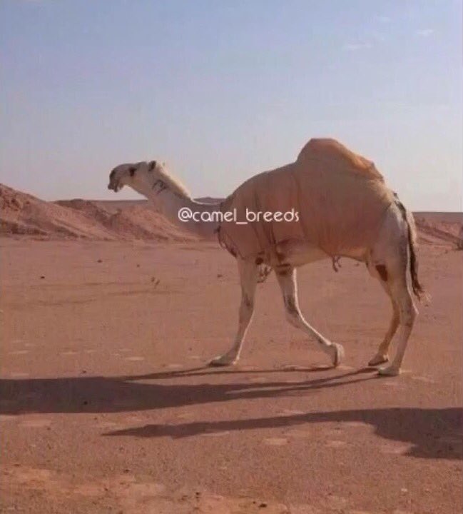 من ابل عمير بن فهد القحطاني