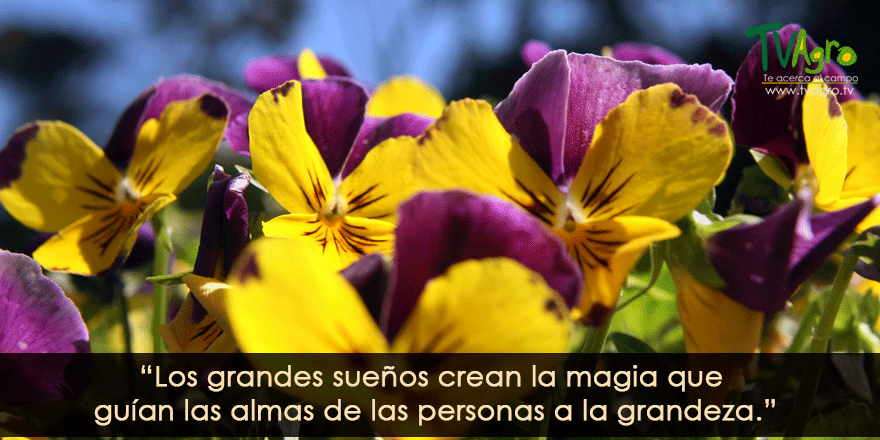TvAgro's tweet photo. #FelizLunes https://t.co/XybxtA7SdI