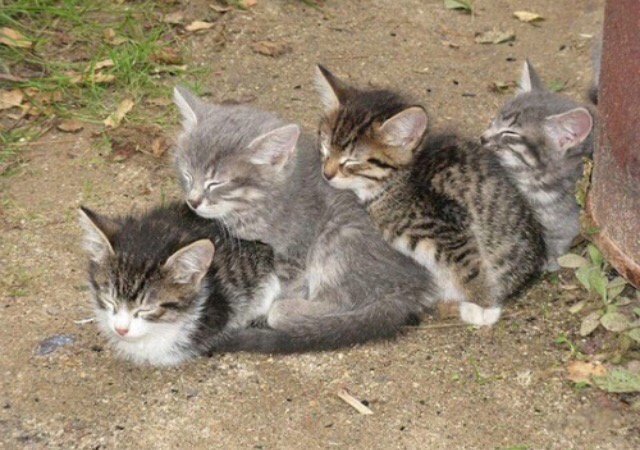 googlygirl98's tweet image. #IHelpOthersBy posting adorable kitten photos when necessary.