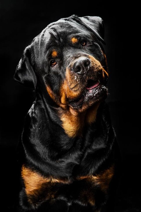 bfdemir's tweet photo. En İyi Arkadaş

#pets #dog #puppy #evcilhayvanlar #bestfriend #eniyiarkadaş #rottweiler https://t.co/gDXBMH1nAB