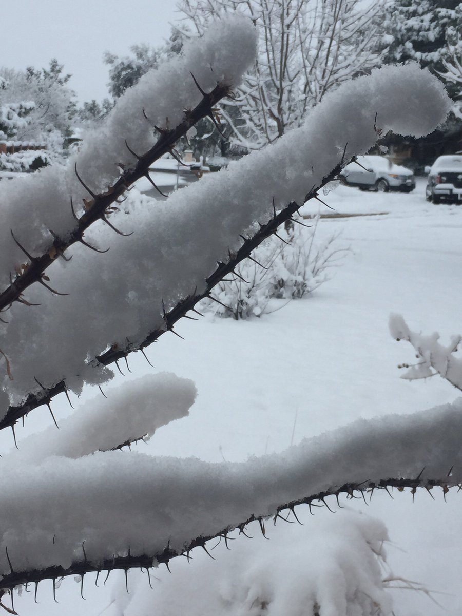 HTPDonna's tweet photo. Frozen crocodile, or cacti in the snow? What do you see? Feast your eyes... https://t.co/pYWTJFWP0W https://t.co/j1hh17LkIf
