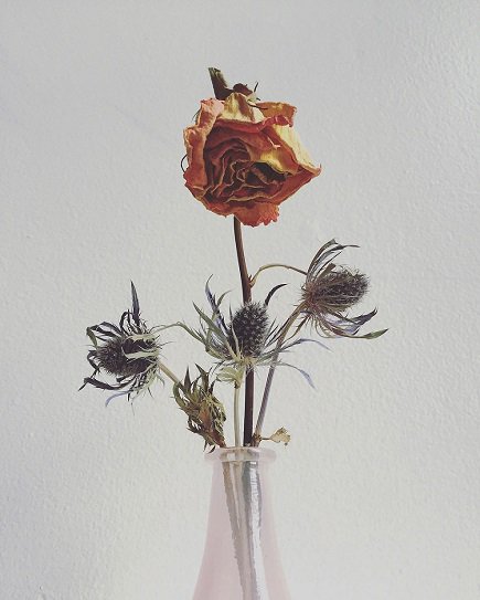 CoEditCollect's tweet image. Artwork of the Week: from our newest artist @DannyGhitis and his "Flowers for Bowie" series bit.ly/1K3rMWL