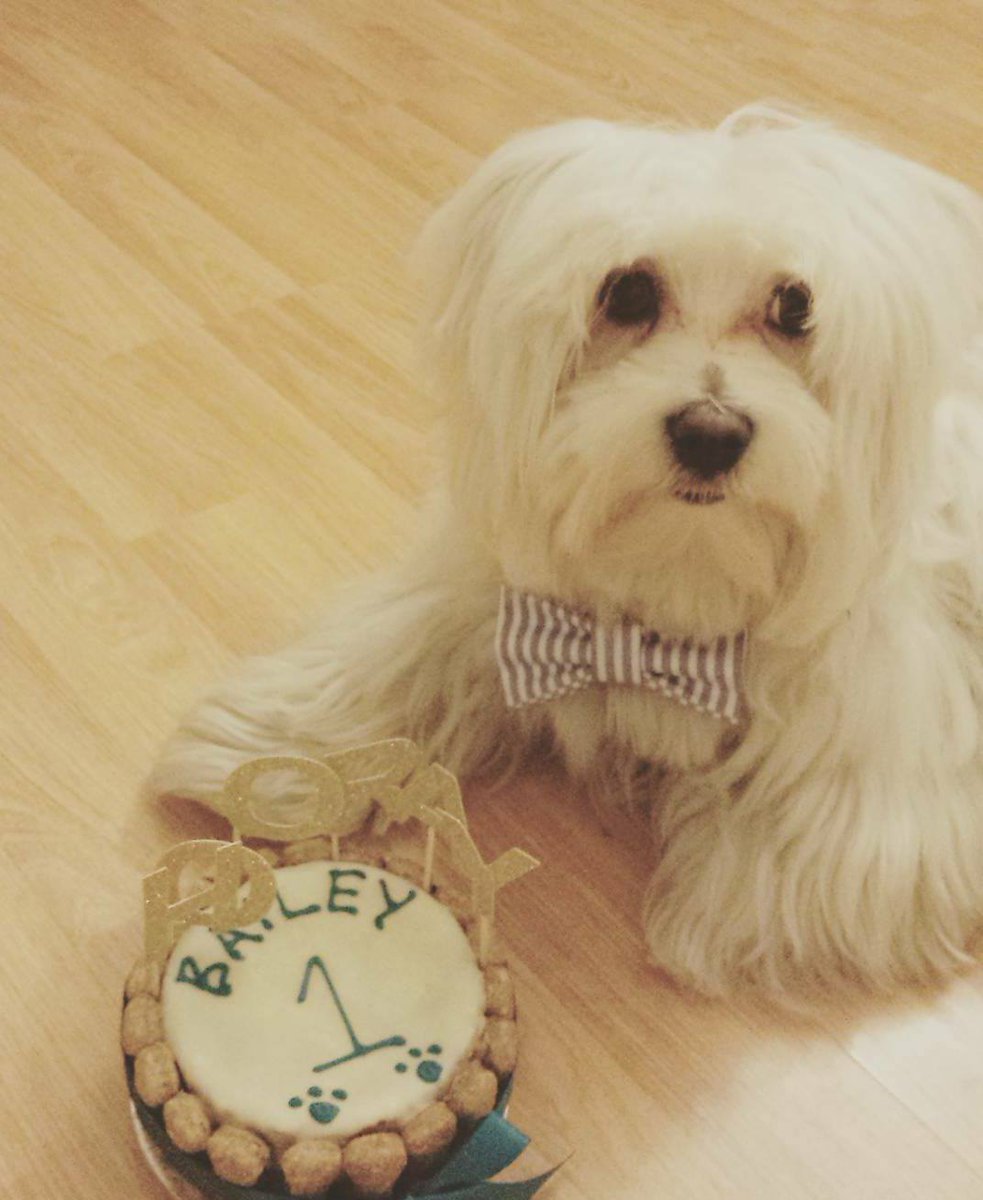 Barking_Rad's tweet photo. Happy birthday Bailey. Something tells me he liked his #BarkingRad birthday box. https://t.co/MFYBEDrdsP