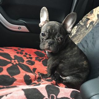 Frenchie_Cute's tweet photo. Meet GUNNAR. 
#frenchbulldog #frenchie #BulliesLife #bullygang #bulldog #reversebrindle https://t.co/DbdPqtWTMf https://t.co/4WCvr9GfcD