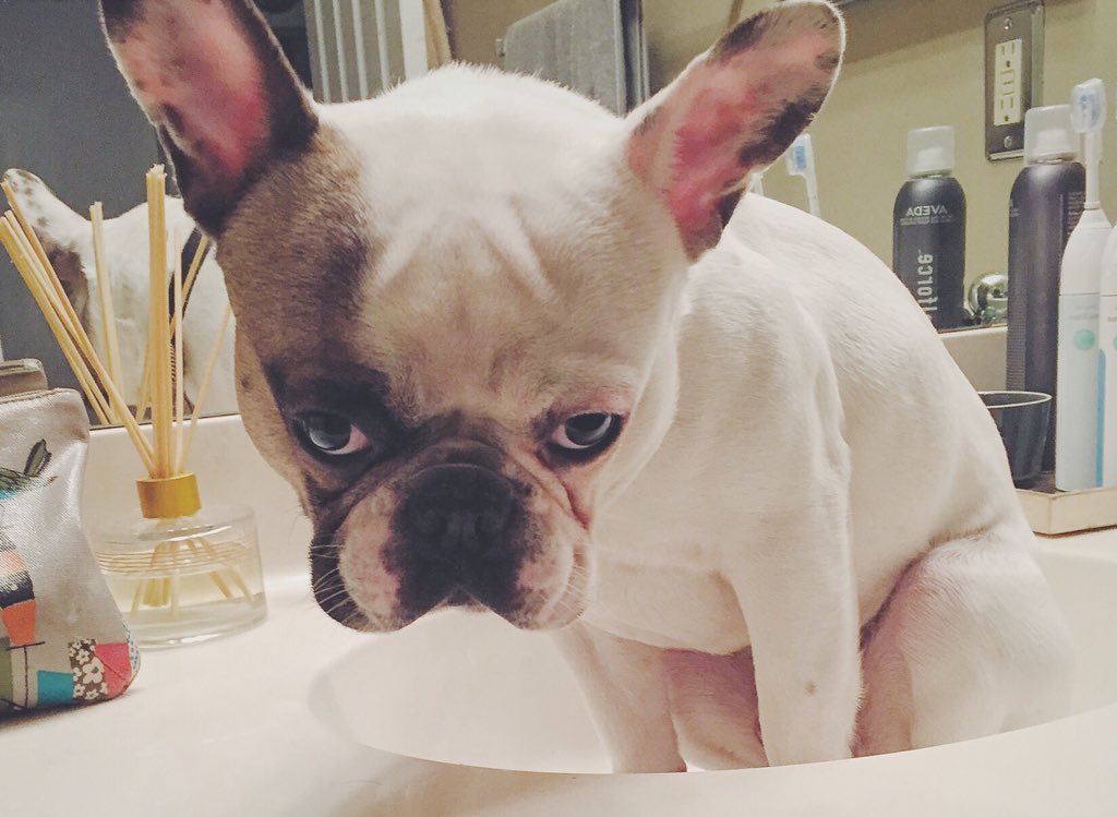 FonzyFrenchie's tweet photo. I don't know how I get myself into these situations. #dog #frenchie https://t.co/HT6R31yeOz