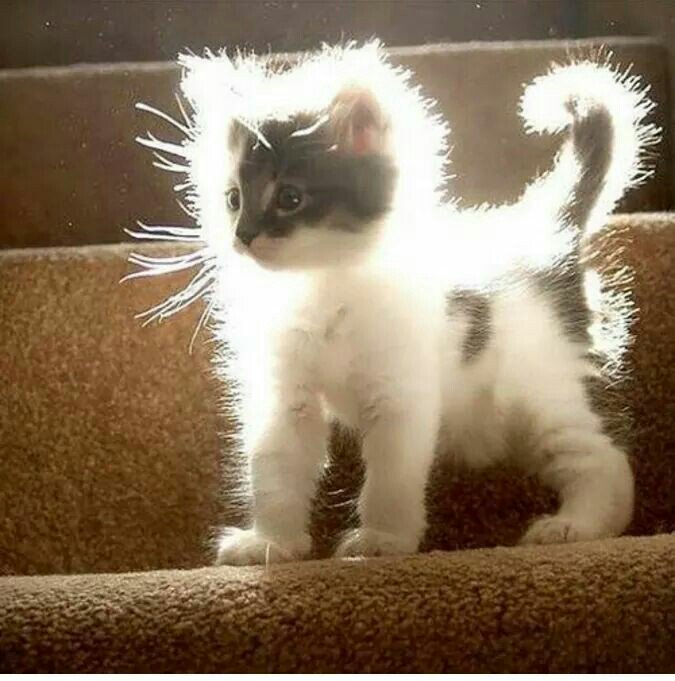 KaptanHindustan's tweet photo. The Kitten Angel. https://t.co/Q2VAw9xrA9