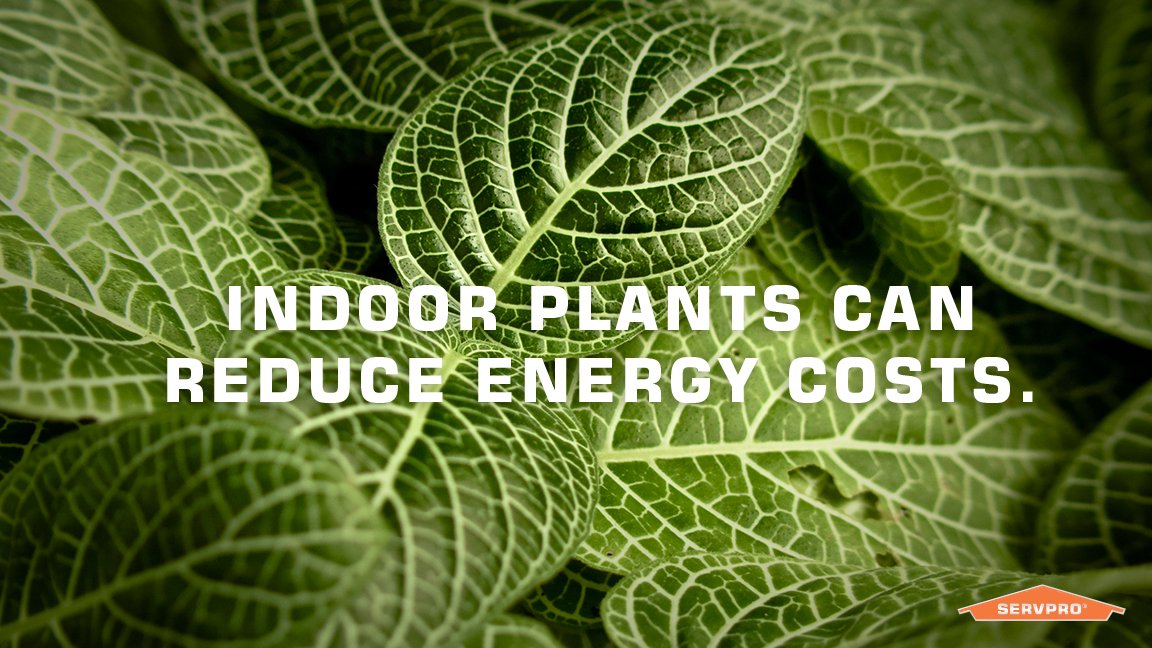 Quick Tip: Indoor plants can reduce energy costs by regulating warm and cold temperatures through added humidity.