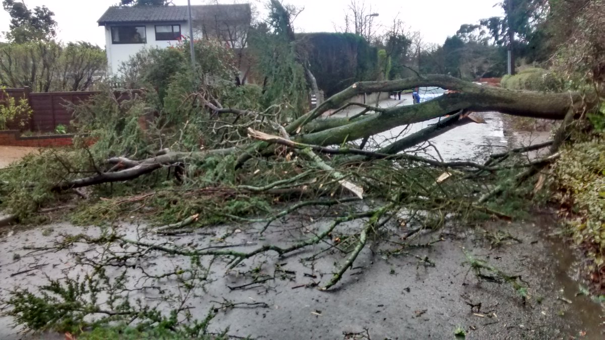 top of mill road - tree down...