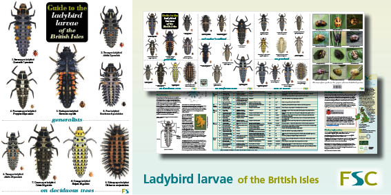 Ladybird Chart