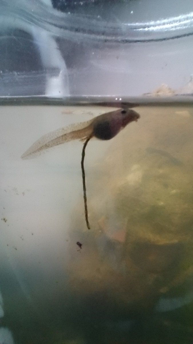 Adam77Small's tweet image. Impressive poo? What are your thoughts?