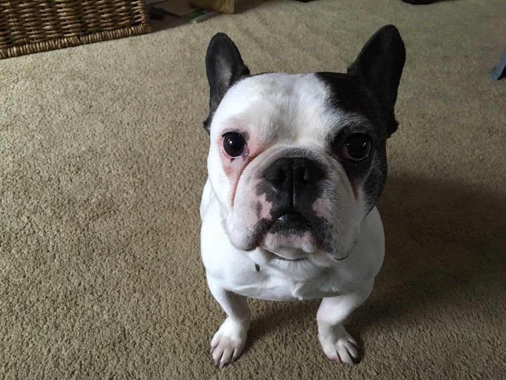 HugotheFrenchie's tweet image. I've officially been blamed by the toddler for something I didn't do. He dumped a glass &amp;amp; told mom it was me.