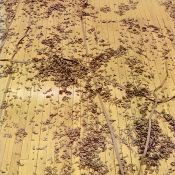 The_ADAA's tweet photo. Openings picked by @ARTnewsmag this week:#JamesWhite @SeanKellyNY & #BarryLeVa @nolangallery https://t.co/kaziTLQDYF https://t.co/IjbPflvkF9