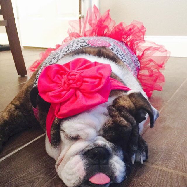 mrw eating 5 layers out of the 7-layer dip from this weekend. [#repost of Karma, a Bulldog from Texas]. #dogsof30a