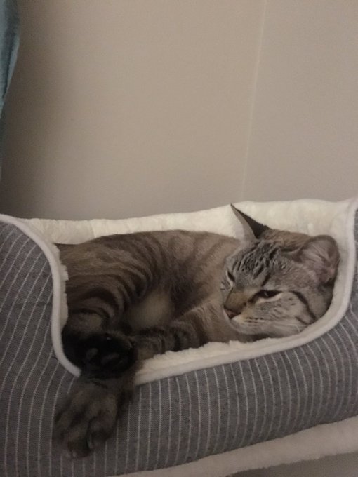 I just realized my cat Mustang is 75 in cat years &amp; my cat Gaius is 31 in cat years! 🤔😻 My kittos grow<a href="/tag/bucketlist"class="tags"><span>#bucketlist</span></a>