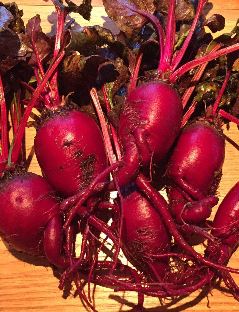 Freshly dug ugly beetroot family. Not many like this in the field but what there is would have got binned. #wonkyveg