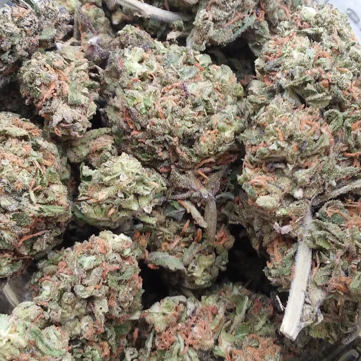 TheBestWeedEver's tweet photo. #showmeyourbud a lil something for baby @BabyGrowsDank https://t.co/FzHAoqUqUi