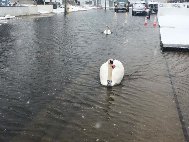 StopFemaNowLI's tweet photo. Umm yeah they are swimming in the street today!!!suffolkCounty @SteveBellone @NYGovCuomo #Sandy3 disgrace https://t.co/wp68oQZg8Q