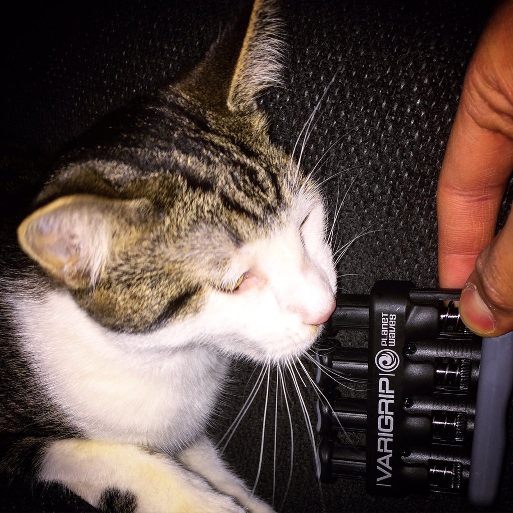 LowKeyTheCat's tweet photo. My new favorite chewto-- err "Paw Exerciser!" from @DaddarioandCo 😻
#LowKeyTheCat #planetwaves #varigrip https://t.co/lZpg9po25w